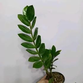 ЗАМИОКУЛЬКАС 2 сорта