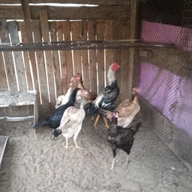 Towuk horaz yumurtga