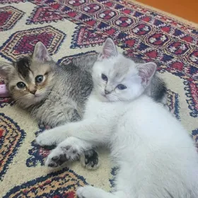 шотланские котятч