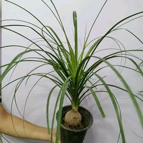 БОКАРНЕЯ НОЛИНА