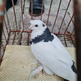 Балаклы шейка