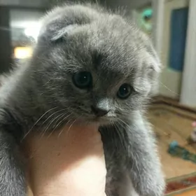 Şotlann шотланд