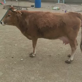 Gōleli sygyr we Gaçar