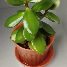 Денежное дерево