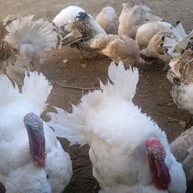 Индюк 9 айлык