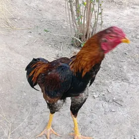 Horaz jüýje baýes