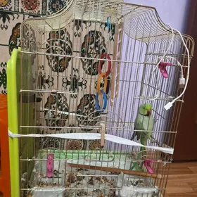 ожереловый попугай