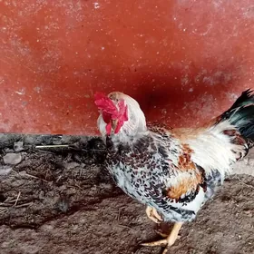 хораз сатлык