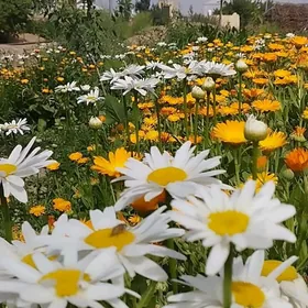 Белый большой ромашка