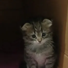 pishik chagalary paroda