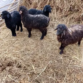 4 sany guzy 5 Aýlyk häli