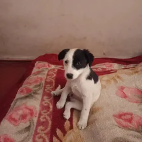 Сабачка звоночек