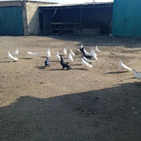 kepderi голуби