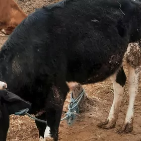 Gysyr Golşteýn unajyn