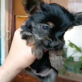 продаюпродаю