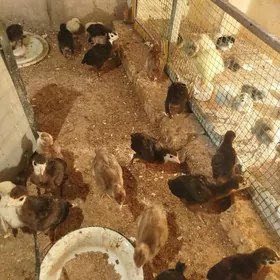 induk индук  jüje