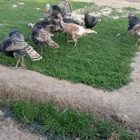 самиз еркак индуклар