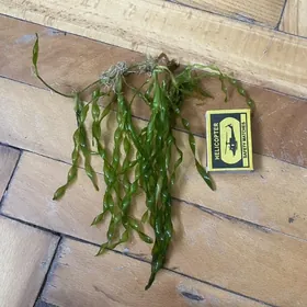 растения для аквариума