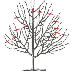 Садоводство