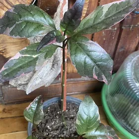 цветы для дома