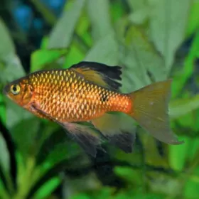 огненный барбус