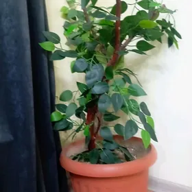 iskustwen.dekoratiw gul