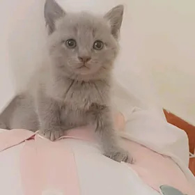 şatlanisgi pişijekler