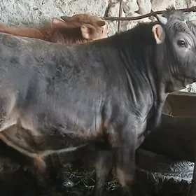 ARGINAL SWES OKUZLER