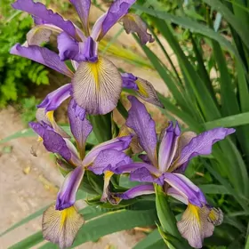 Batgalyk irisi/ Ирис болотный