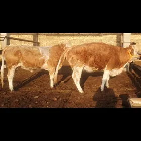 smental okuz 1.5 ýaş