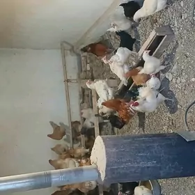 Guzlap duran towuklar