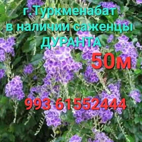 Многолетние цветы , кустарники