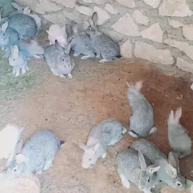 Towşanlar (полвеликан)