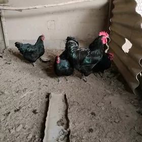 jeriski gigant  yumurtga