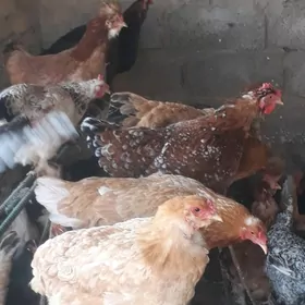 broler  towuk   yumurtga