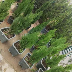 Tuya Yolka Туя Ёлка