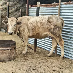 siwes sygyr sagylyan