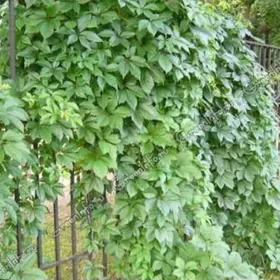 Девичий виноград