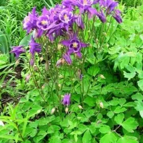 Аквилегия (Водосборник)