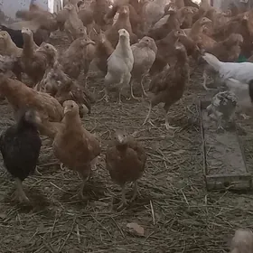 3.yarym aylyk elin juje