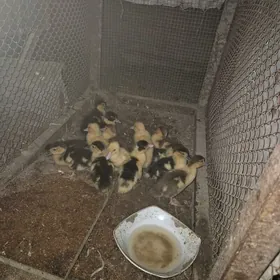 indautga ordek juyje