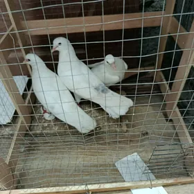 kepderi,голуби