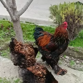 brama laşed jüýje