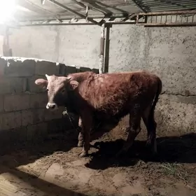 Siwes okuz tohum mal