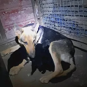 Авчарка шеноки ВЕО.