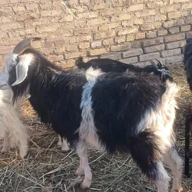 ой хайванлары