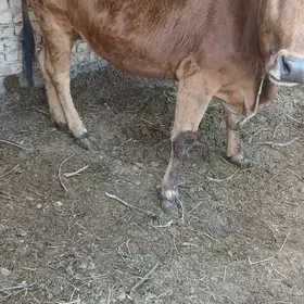 гысыр сыгыр саглык сыгыр