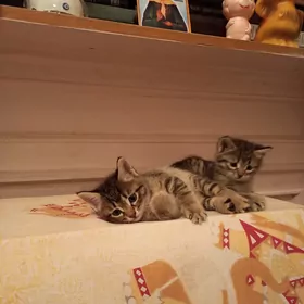 отдам котят