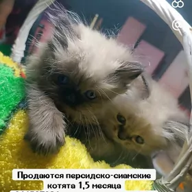 Песидско-сиамские котята