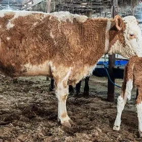 Симентал Fleckvieh голели